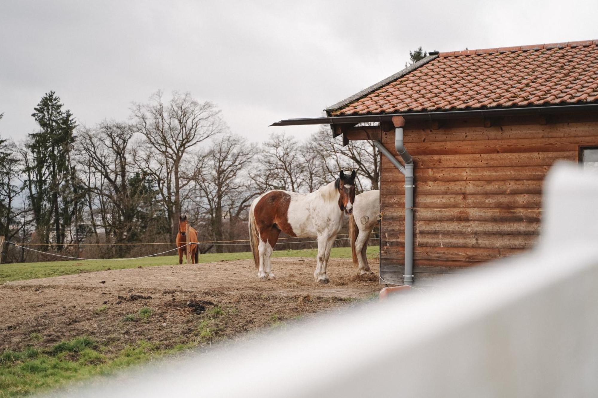 Black Horse Family Apartment - Barrierearm - Pfotenglueck - Familienzeit By Loewenherz Homes Stephanskirchen Esterno foto